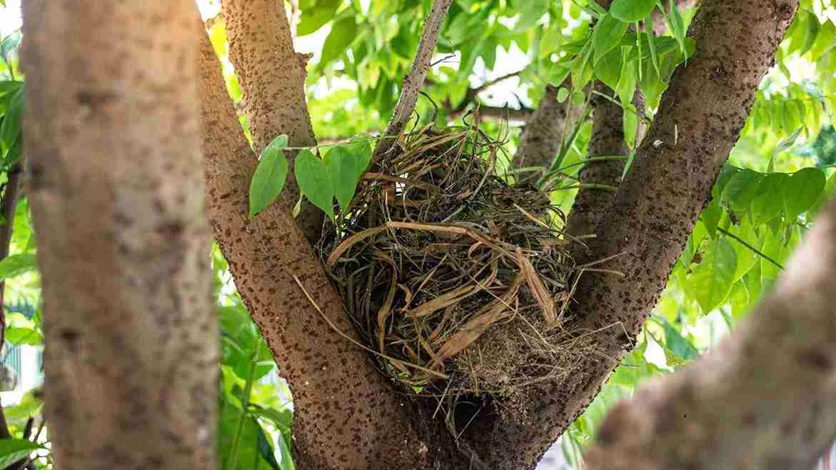 Balancing Ecology: Responsible Practices for Removing Bird Nests